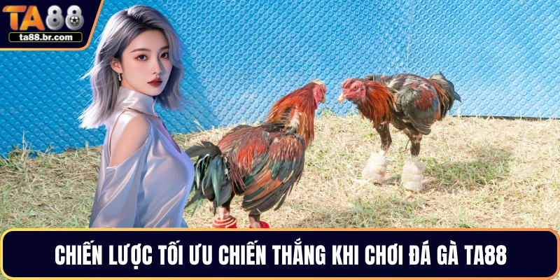 Chiến lược tối ưu chiến thắng khi chơi đá gà TA88