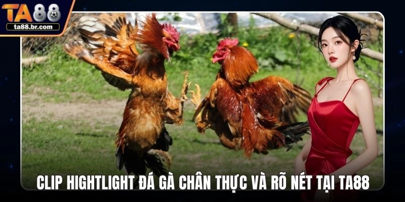 Clip hightlight đá gà