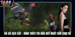 Đá gà cựa sắt