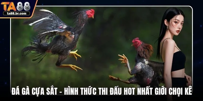 Đá gà cựa sắt