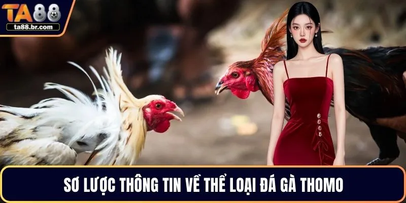 Sơ lược thông tin về thể loại đá gà Thomo