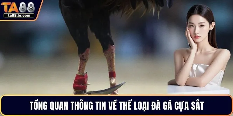 Tổng quan thông tin về thể loại đá gà cựa sắt